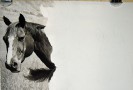 process_graces_1